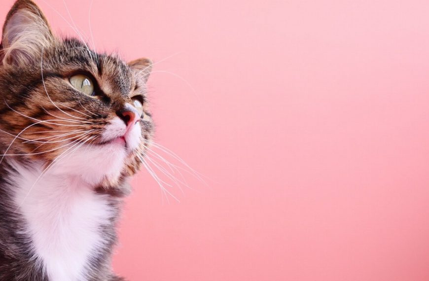 Les 5 problèmes digestifs les plus fréquents chez les chats – Découvrez les astuces pour soulager votre félin !