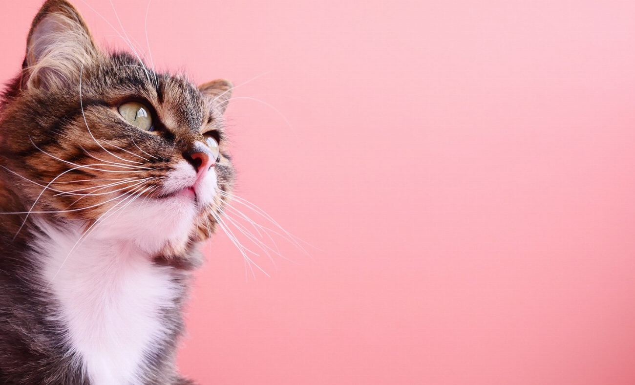 Les 5 problèmes digestifs les plus fréquents chez les chats…
