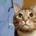 Les 5 secrets pour des chats en parfaite santé : découvrez notre guide complet !