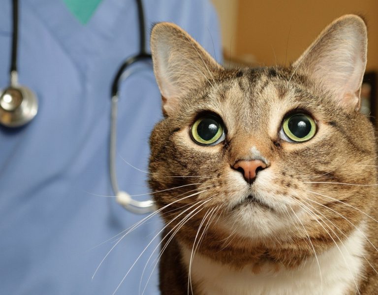 Les 5 secrets pour des chats en parfaite…