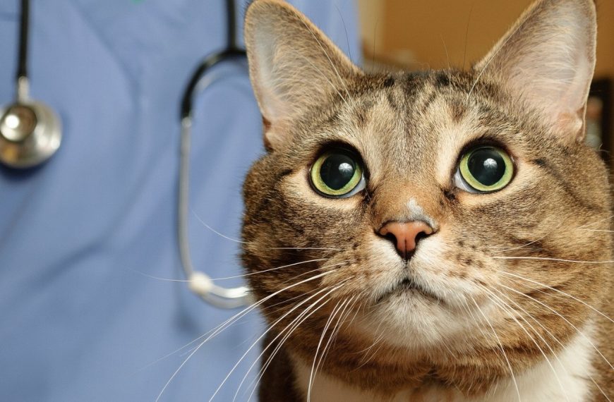 Les 5 secrets pour des chats en parfaite santé : découvrez notre guide complet !