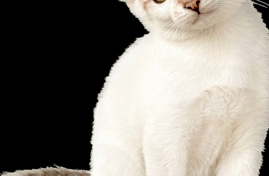 Les 5 secrets pour éliminer la peur chez votre chat – Vous ne croirez pas les résultats !