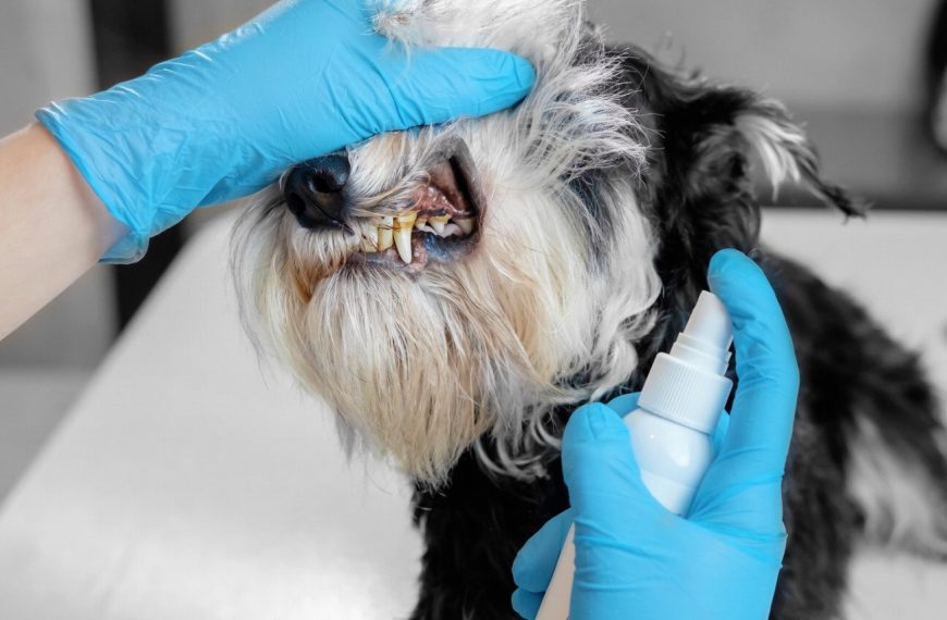 Les 5 secrets pour éliminer les problèmes de comportement alimentaire chez votre chien et retrouver une harmonie parfaite!