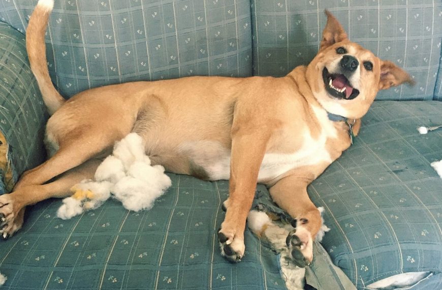 Les 5 secrets pour éviter les troubles digestifs chez votre chien – vous ne croirez jamais le n°3 !