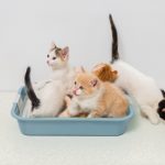 Les 5 secrets pour résoudre les problèmes de comportement de votre chat et vivre en harmonie avec lui !