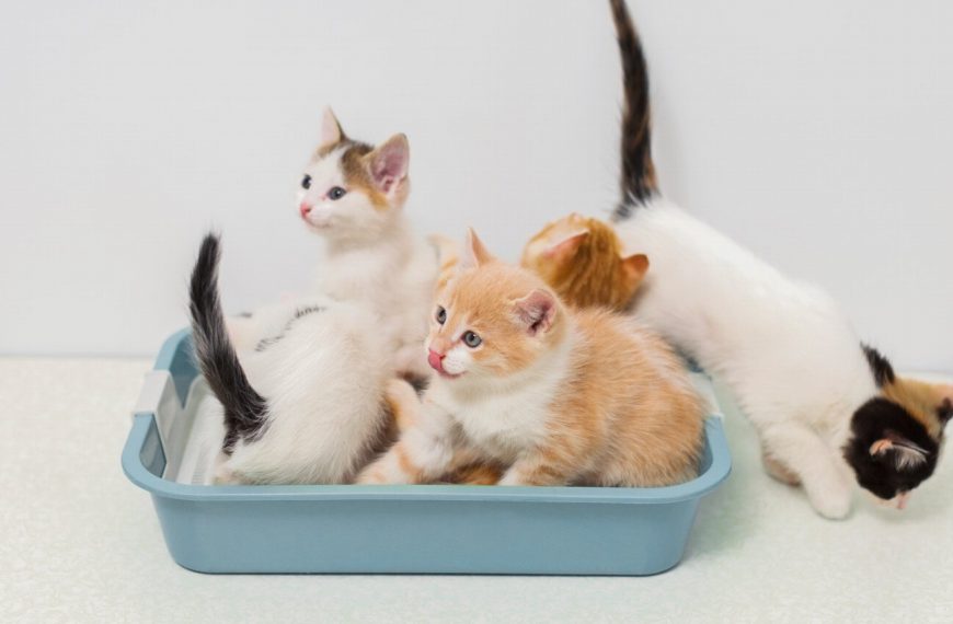 Les 5 secrets pour résoudre les problèmes de comportement de votre chat et vivre en harmonie avec lui !