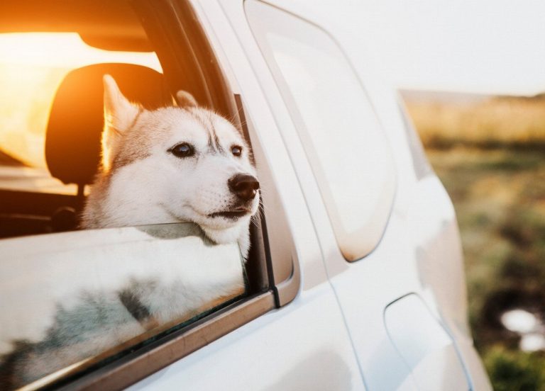 Les 5 secrets pour voyager en voiture avec…