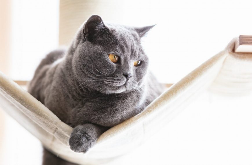 Les 5 signes inquiétants d’une infection oculaire chez votre chat – Apprenez à les reconnaître avant qu’il ne soit trop tard !