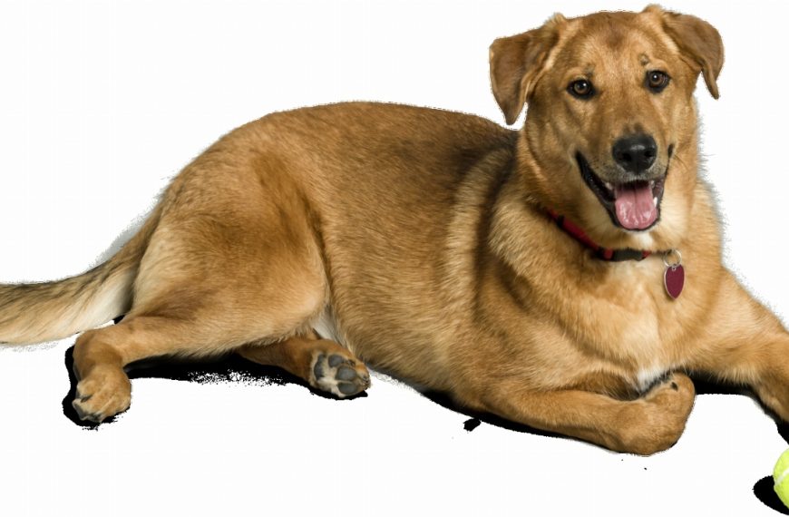 Les 5 signes inquiétants que votre chien est terrifié – vous ne croirez pas le numéro 3 !
