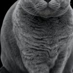 Les 5 signes révélateurs des maladies cardiaques chez les chats – Vous ne devinerez jamais le numéro 3!