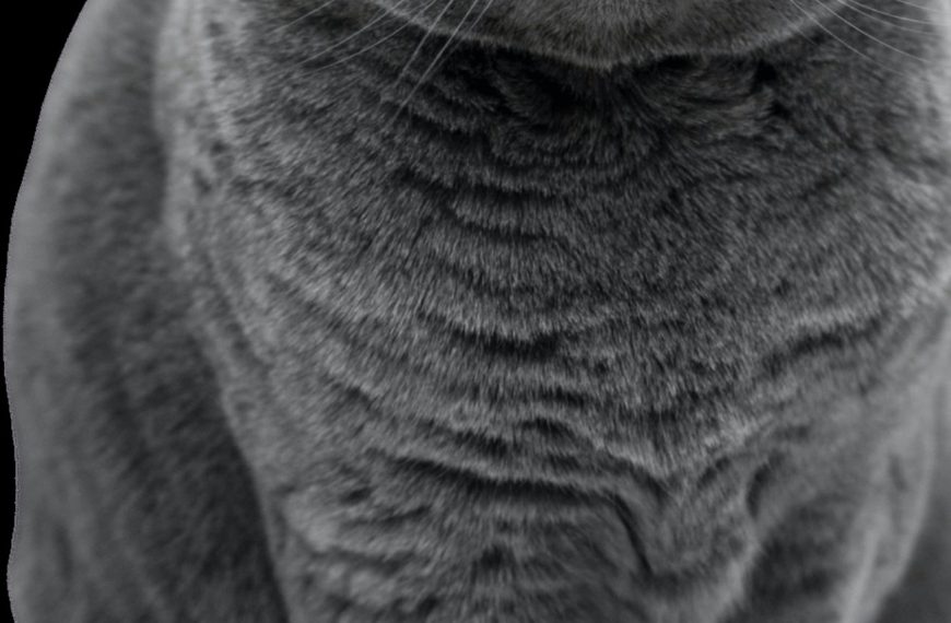 Les 5 signes révélateurs des maladies cardiaques chez les chats – Vous ne devinerez jamais le numéro 3!
