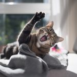 Les 7 astuces infaillibles pour empêcher votre chat de jouer avec les fils électriques et de dévorer les insectes – Vous ne croirez pas la numéro 5 !