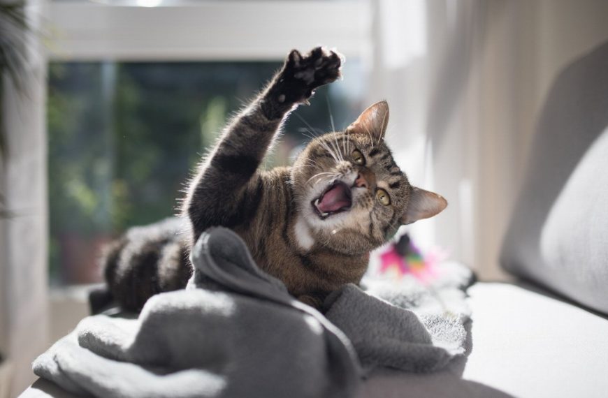 Les 7 astuces infaillibles pour empêcher votre chat de jouer avec les fils électriques et de dévorer les insectes – Vous ne croirez pas la numéro 5 !