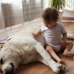 Les 7 étapes cruciales pour préparer votre chien à l&rsquo;arrivée d&rsquo;un bébé – Réussite garantie !