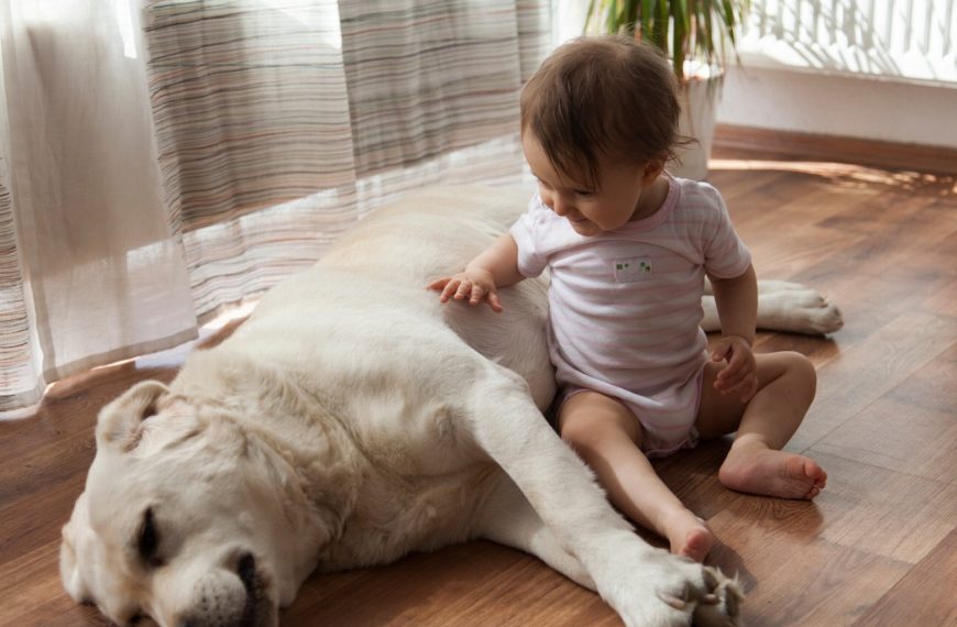 Les 7 étapes cruciales pour préparer votre chien à l’arrivée d’un bébé – Réussite garantie !
