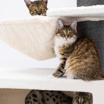 Les arbres à chat : le secret pour rendre votre félin heureux et épanoui !