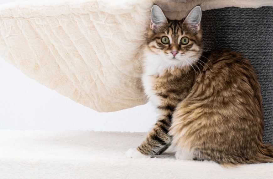Les arbres à chat : le secret pour rendre votre félin heureux et épanoui !