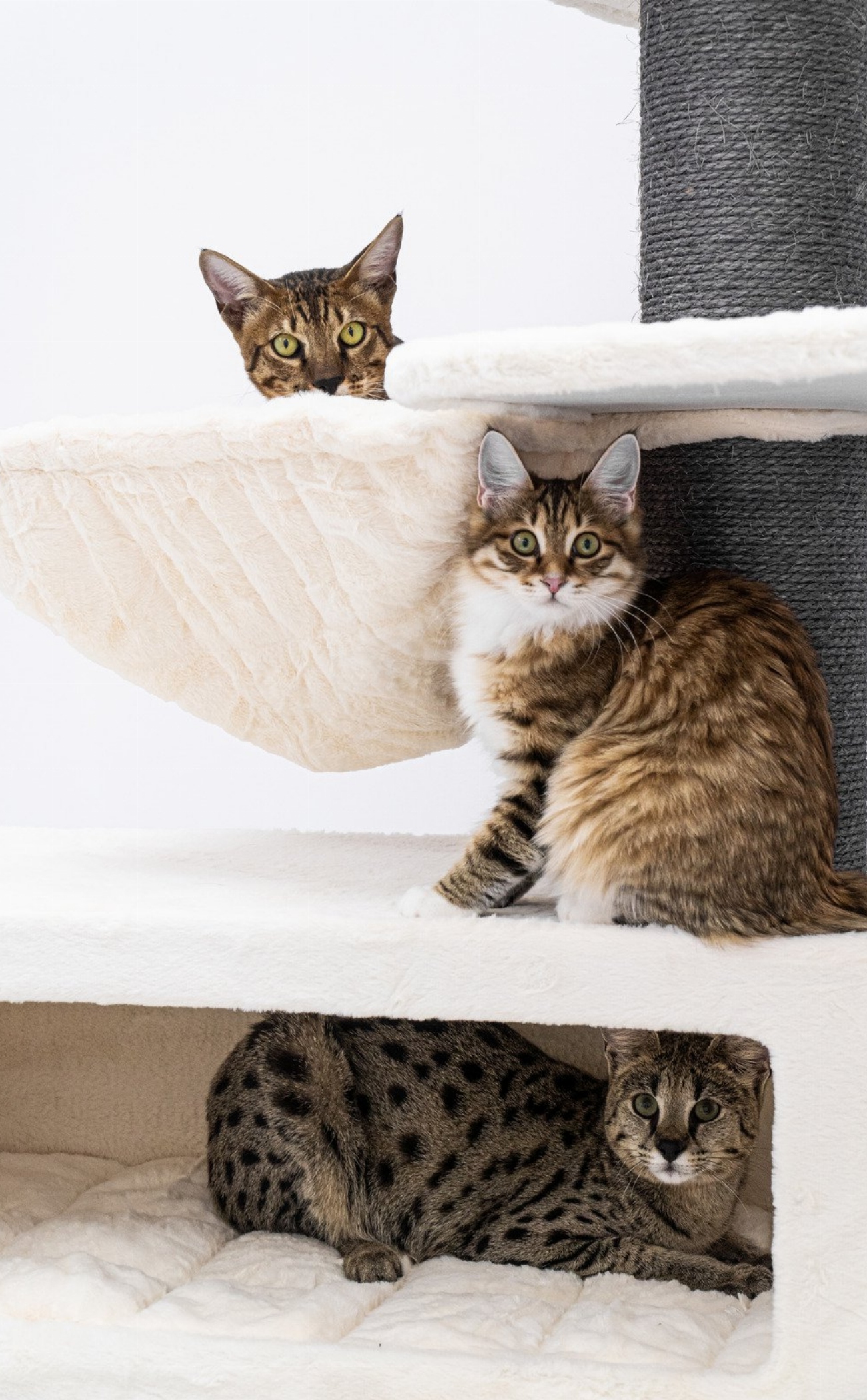 Les arbres à chat : le secret pour rendre votre…