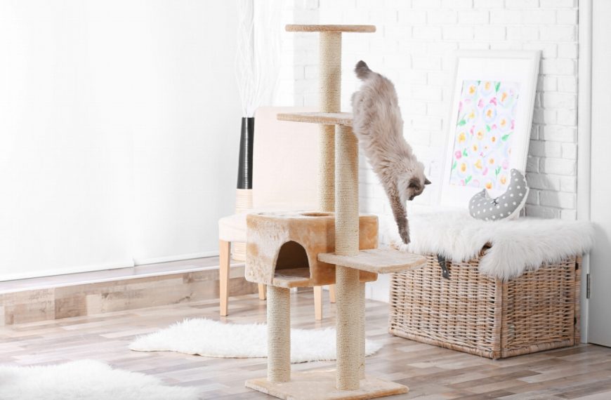 Les astuces infaillibles pour protéger votre chat des fils électriques !