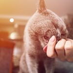 Les caresses : le secret pour rendre votre chat heureux et en bonne santé !