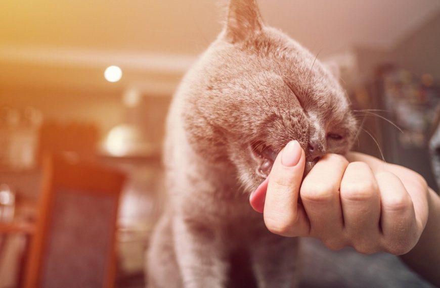 Les caresses : le secret pour rendre votre chat heureux et en bonne santé !