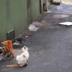 Les chats cachent-ils des maladies graves ? Découvrez les symptômes à surveiller et les traitements efficaces pour leur système gastro-intestinal !