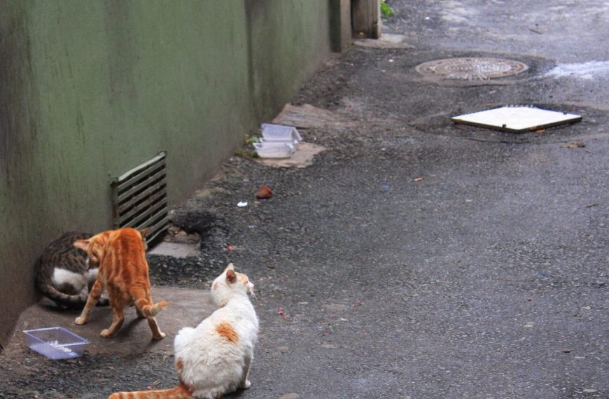 Les chats cachent-ils des maladies graves ? Découvrez les symptômes à surveiller et les traitements efficaces pour leur système gastro-intestinal !