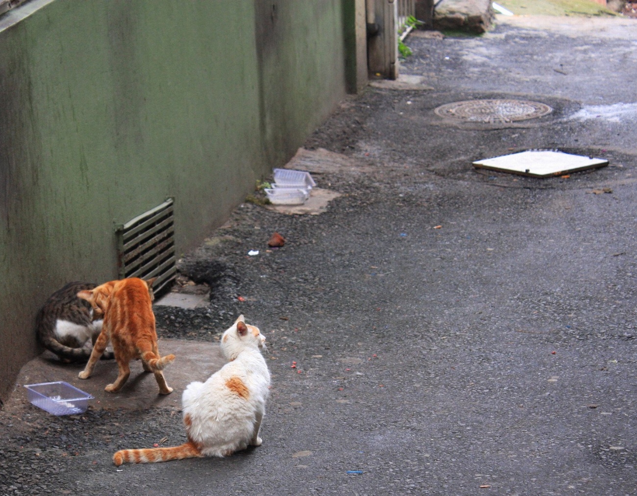 Les chats cachent-ils des maladies graves ? Découvrez les symptômes…