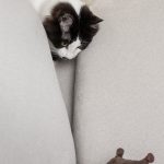 Les chats d&rsquo;appartement deviennent sauvages grâce à la chasse : découvrez les incroyables avantages !