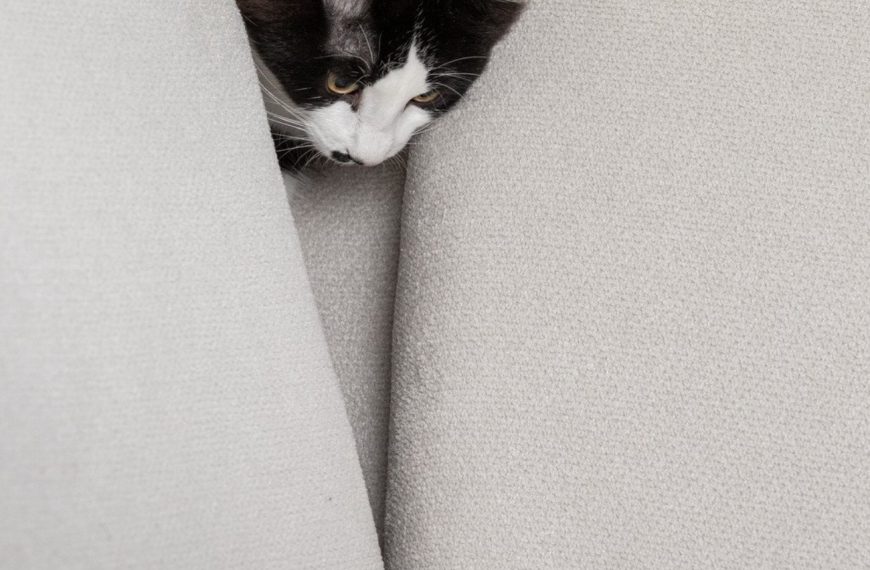 Les chats d’appartement deviennent sauvages grâce à la chasse : découvrez les incroyables avantages !