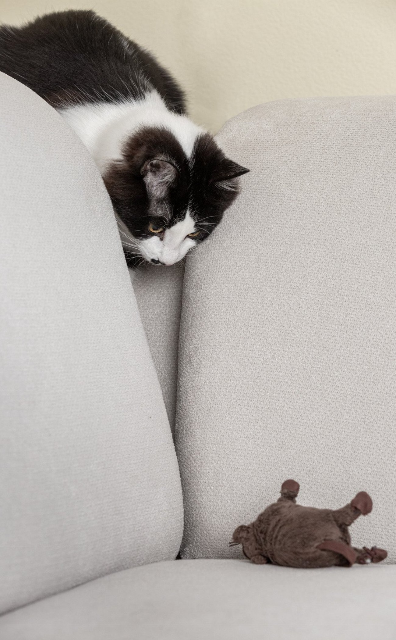Les chats d’appartement deviennent sauvages grâce à la chasse :…