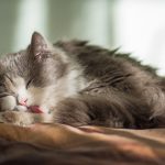 Les chats sont-ils accros au léchage ? Découvrez comment prévenir et traiter ce problème de comportement !