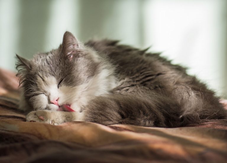 Les chats sont-ils accros au léchage ? Découvrez…