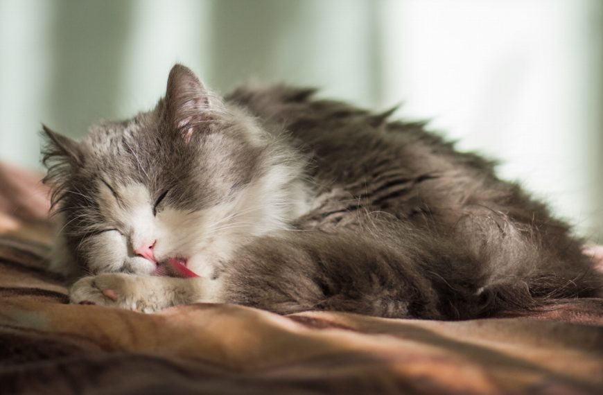 Les chats sont-ils accros au léchage ? Découvrez comment prévenir et traiter ce problème de comportement !