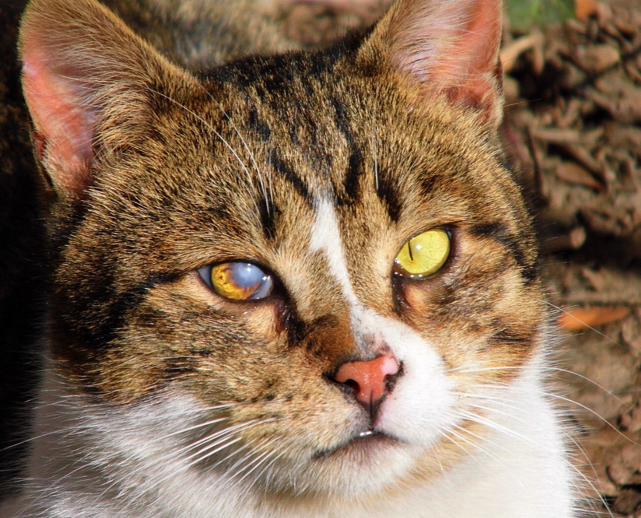 Les chats souffrent-ils de problèmes dentaires ? Découvrez les symptômes…