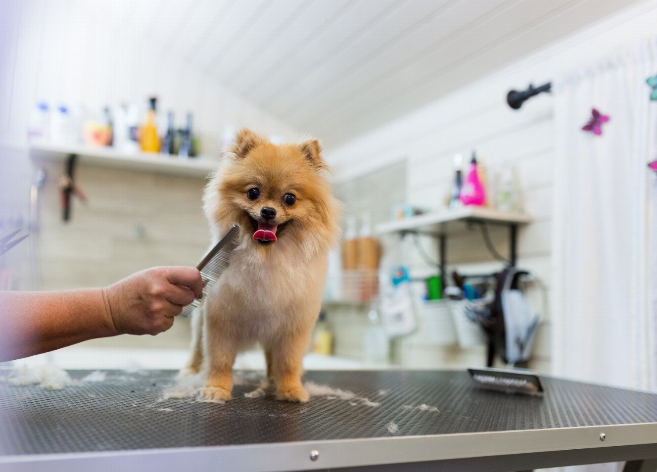 Les chiens sont accros à l’aromathérapie : découvrez les bienfaits…