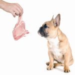 Les chiens sont devenus accros à l&rsquo;herbe à chat ! Découvrez pourquoi cette plante magique les rend complètement fous !