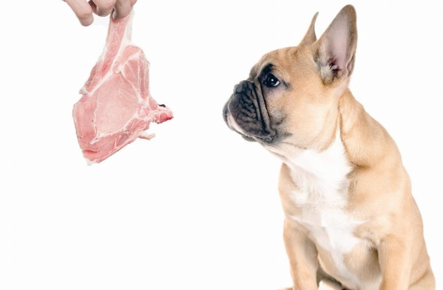 Les chiens sont devenus accros à l’herbe à chat ! Découvrez pourquoi cette plante magique les rend complètement fous !