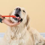 Les dents du chien : le secret pour une santé éclatante et une vie animée !