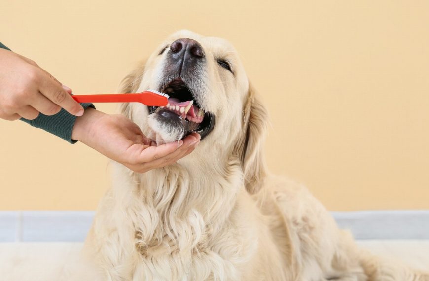 Les dents du chien : le secret pour une santé éclatante et une vie animée !
