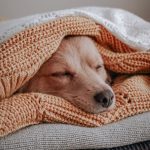 Les incroyables étapes de la vie d&rsquo;un chien de thérapie : découvrez comment ils changent des vies !