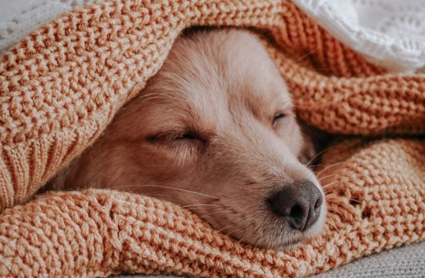 Les incroyables étapes de la vie d’un chien de thérapie : découvrez comment ils changent des vies !