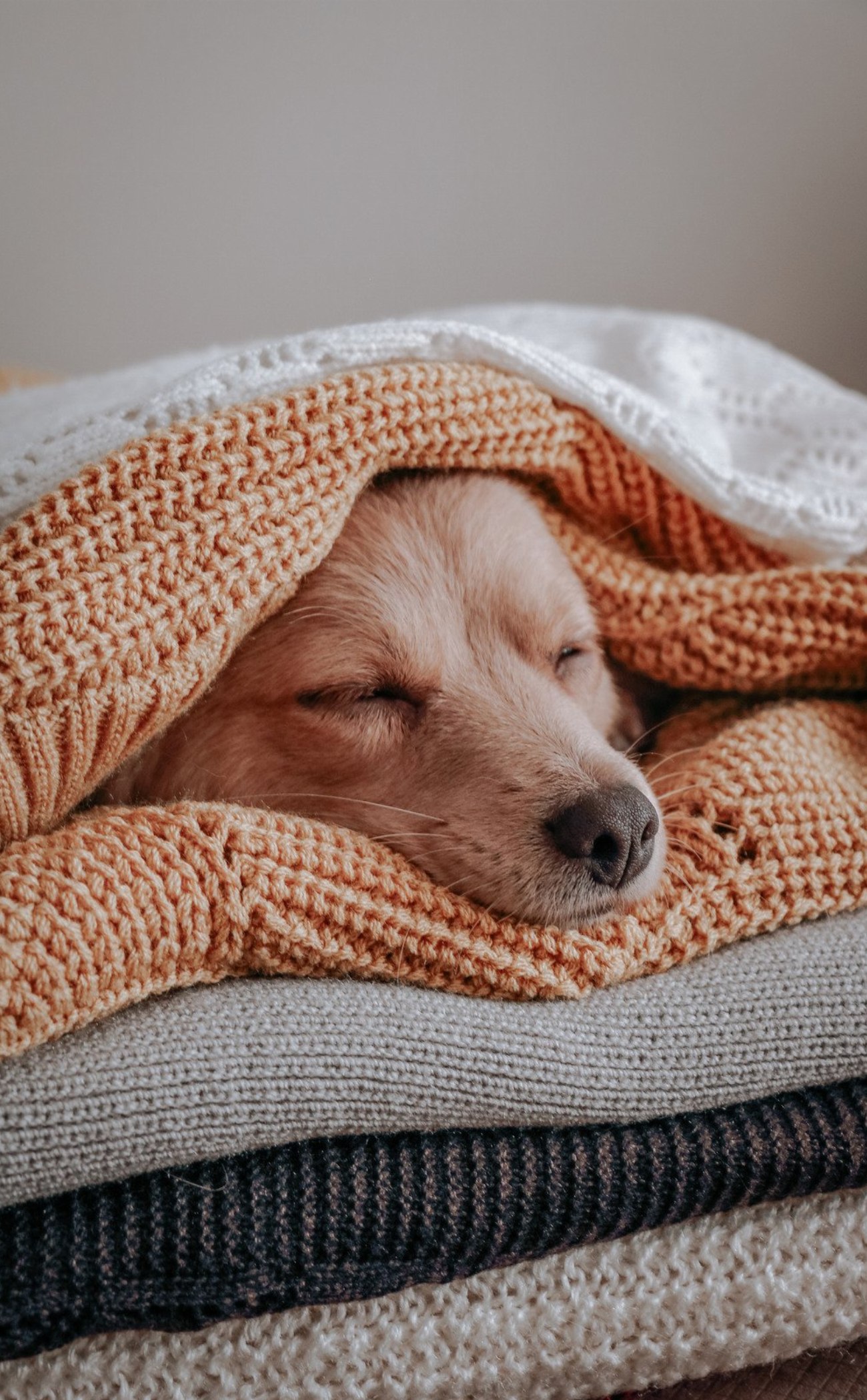 Les incroyables étapes de la vie d’un chien de thérapie…
