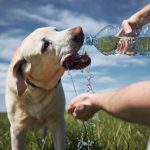 Les jeux d&rsquo;eau pour chiens : 5 raisons surprenantes pour lesquelles ils en raffolent !