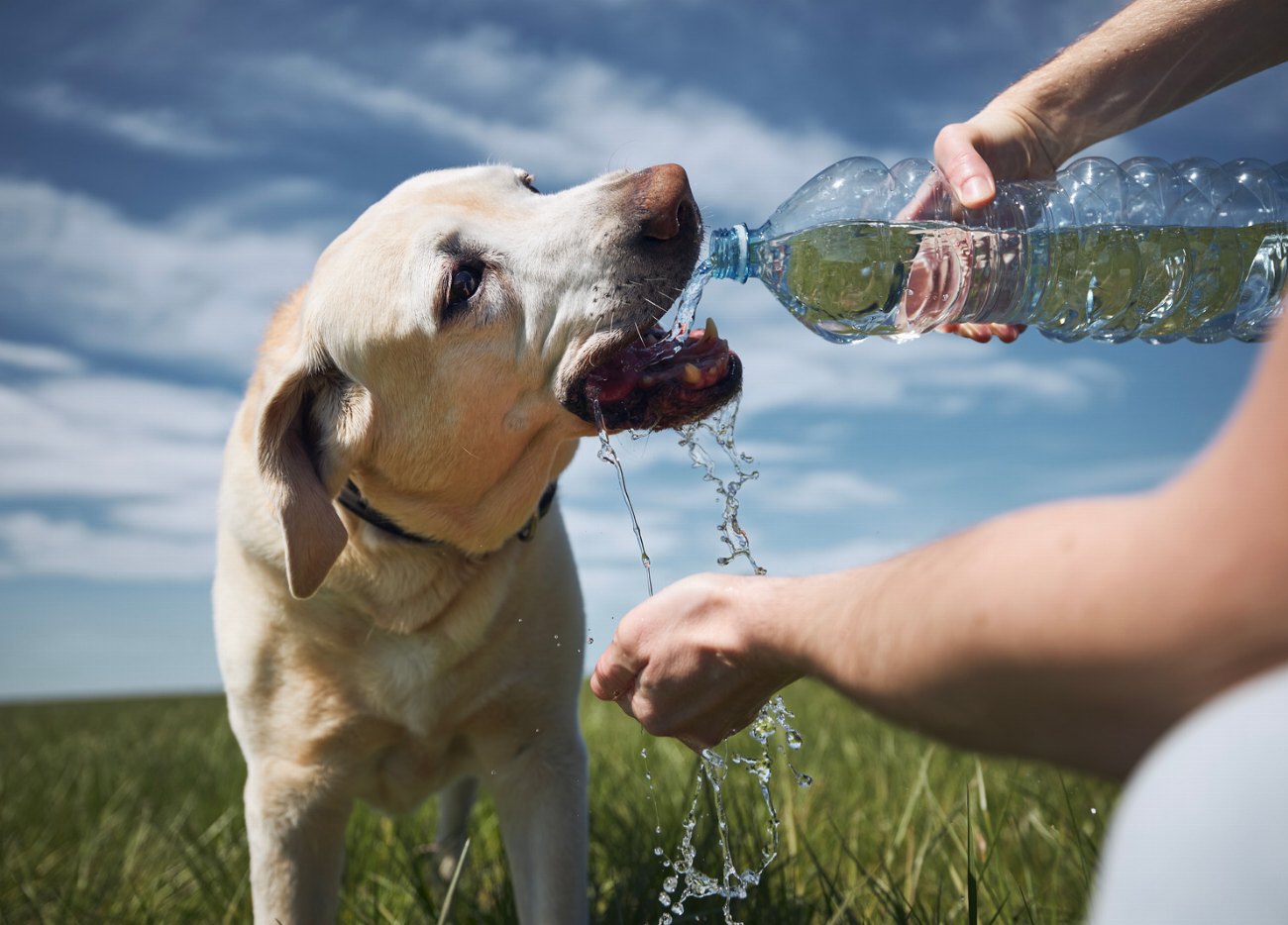 Les jeux d’eau pour chiens : 5 raisons surprenantes pour…