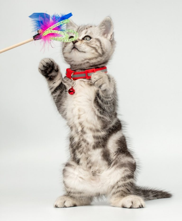 Les jouets anti-stress révolutionnaires qui rendront votre chat…