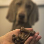 Les parasites internes chez le chien : Comment les éliminer pour préserver la santé de votre fidèle compagnon !