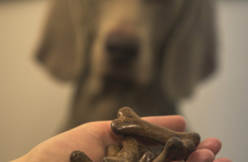 Les parasites internes chez le chien : Comment les éliminer pour préserver la santé de votre fidèle compagnon !