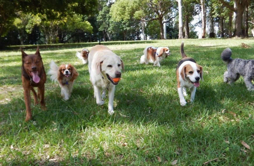 Les propriétaires de chiens, attention ! Découvrez comment prévenir les problèmes de peau et garder votre toutou en pleine santé !