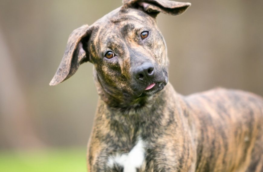 Les races de chiens les plus étonnantes et méconnues qui vont vous faire craquer !